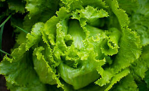 FDA Announces Actions on Leafy Green Safety