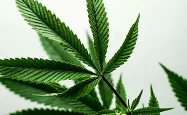 Are You High?! AB 2188 Seeks To Protect Marijuana Users In The Workplace